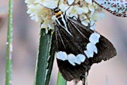 Magpie Moth (Nyctemera amicus)